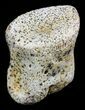 Bargain Pachycephalosaurus Toe Bone (Phalanx) - Montana #60990-2